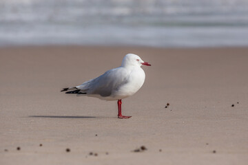 Wall Mural - portrait of a silver gull (chroicocephalus novaehollandiae) standing on a beach in western australia