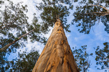Karri Tree (Eucalyptus Diversicolor); Looking Upwards Along The Trunk Of A Eucalyptus Tree