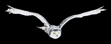 Owl In Flight Isolated On Black Background. Snowy Owl, Bubo Scandiacus, Flies With Spread Wings. Hunting Arctic Owl. Beautiful White Polar Bird With Yellow Eyes. Winter In Wild Nature Habitat.