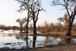 © Mint Images - Sunrise over water, silhouettes and reflections in the water surface, Okavango Delta
