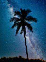 Wall Mural - landscape with milky way galaxy. night sky with stars and silhouette coconut palm tree on the mounta