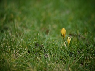 Sticker - Crocus in Bud