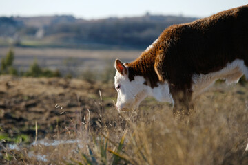 Canvas Print - Hereford calf grazing for beef cow farming concept.