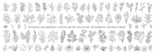 Set Of Hand Drawn Plants, Leaves, Flowers. Silhouettes Of Natural Elements For Seasonal Backgrounds, Templates, Wallpaper, Cards, Banners. Modern Design. Doodle Style. Contemporary Trendy Vector Icons