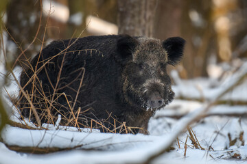 Wall Mural - wild pig with snow. young wild boar, sus scrofa, in wintery forest