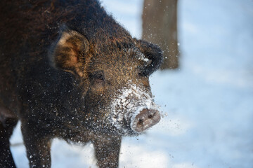 Wall Mural - wild pig portrait with snow. young wild boar, sus scrofa, in wintery forest