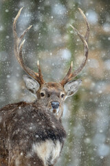 Fototapete - Male deer looking back in the winter forest. Animal in natural habitat