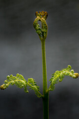 Wall Mural - Fern