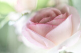 Fototapeta  - delikatne płatki róży