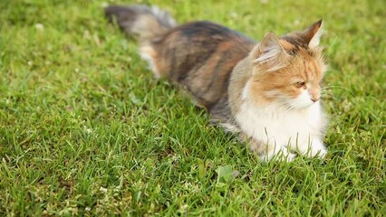 Wall Mural - Arrogant short-haired domestic funny tabby cat sneaks through fresh green grass meadow background. Kitten walks outdoors in garden backyard on summer day. Pet care health and animals concept