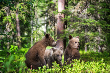 Wall Mural - brown bear cubs playfully fighting in summer forest. scientific name: ursus arctos arctos. natural h