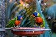 © Honza Emler - parrots loro parque