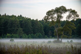 Fototapeta Na ścianę - Drzewa latem w mgle