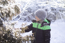 Portrait Of A Smiling Boy In Winter Clothes In The Snowy Park. 
A Toddler Boy In A Winter Jacket And A Blue Knitted Hat Standing Near The Christmas Tree And Shaking Snow Off Its Branches