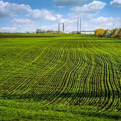 Wall Mural - pattern rows of green young grass planted with wheat or rye field