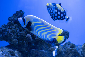 Swimming tang and tropical reef. Corals and fish underwater