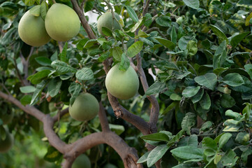 Wall Mural - Big round pomelo citrus fruits hanging on trees on pomelo plantations