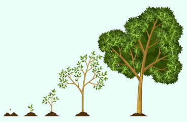 Stages growth of tree from seed. Watering the seeds. Collection of trees from small to large. Green tree with leaf growth steps. Illustration of business cycle development