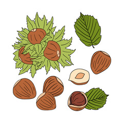 Wall Mural - Set of hand drawn hazelnuts