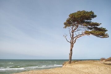 Canvas Print - Pine in beach, sunny day, Staldzene, Latvia.