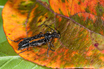 Wall Mural - Long-horned beetle on red colored leaf in the summer