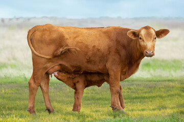 Wall Mural - Cow and calf pair.  Calf is nursing on the cattle ranch.