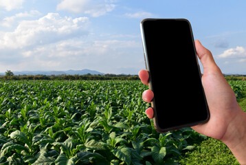 Blank touchscreen mobile phone holding in hand with blurred local tobacco farm background. concept for using technology in daily life everywhere.
