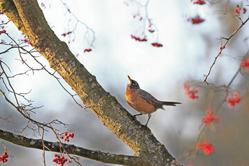 Wall Mural - robin on a branch