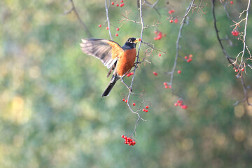 Wall Mural - american robin