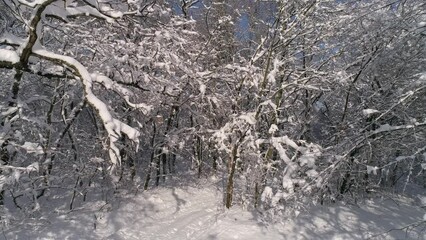 Wall Mural - Beautiful winter forest covered with snow, slider dolly shot 4k