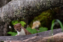 An Ermine, Also Known As The Short-tailed Weasel Or Stoat, Looks Around Its Lair For Any Threats. 