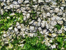 Barnacles On Rocks With Traces Of Algae. Background Texture.