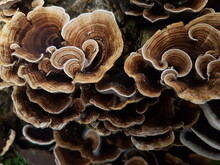 Wild Mushroom Growing On A Piece Of Wood
