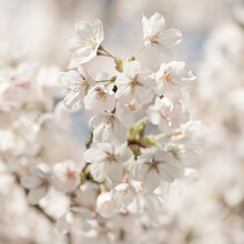 Close Up Macro Of Branch Of White Sakura Cherry Tree Blossom In Spring