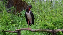 The Black Stork, Ciconia Nigra. Large Bird In The Stork Family Ciconiidae. 