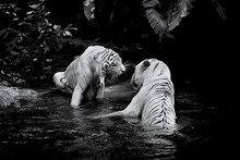 Black And White Picture Of Two White Tigers