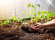 © candy1812 - Human hands planting sprouts of tomatos in greenhouse