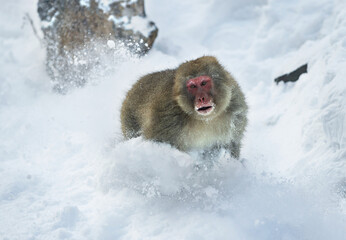 Poster - Japanese macaque running on the snow. Scientific name: Macaca fuscata, also known as the snow monkey. Winter season. Natural habitat. Japan.