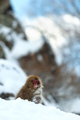 Poster - Japanese macaque on the snow. Snow monkey. The Japanese macaque ( Scientific name: Macaca fuscata), also known as the snow monkey. Winter season. Natural habitat.