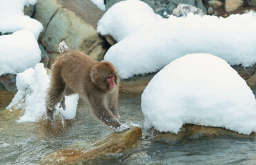 Poster - Japanese macaque in jump. Macaque jumps through a natural hot spring. Snow monkey. The Japanese macaque, Scientific name: Macaca fuscata, also known as the snow monkey. Winter season. Natural habitat.