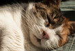 Head of resting on sofe female cat closeup