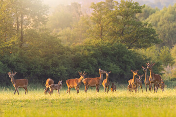 Group of red deer, cervus elaphus, grazing on meadow in summer sunshine. Herd of mammals pasturing on grassland in sunlight. Stags, hinds and fawns feeding on fresh glade.