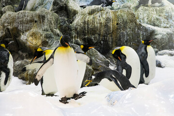 Wall Mural - Penguins in the snow , antartica wildlife 