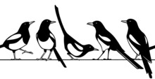 Vector Horizontal Seamless Pattern With Hand Drawn Cute Magpies Sitting On A Wire. Ink Drawing, Graphic Style. Beautiful Animal Design Elements. Perfect For Prints And Patterns