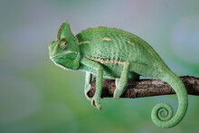 The Veiled Chameleon Is A Species Of Chameleon Native To Yemen And Saudi Arabia.
