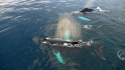 three humpback whales under water close