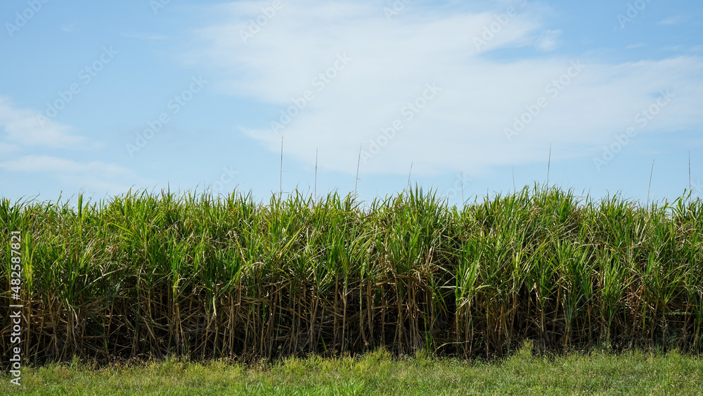 Sugar cane field and blue sky with clouds Stock Photo | Adobe Stock