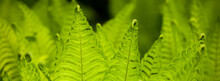 Beautyful Ferns Leaves Green Foliage Natural Floral Fern Background In Sunlight. Banner Size