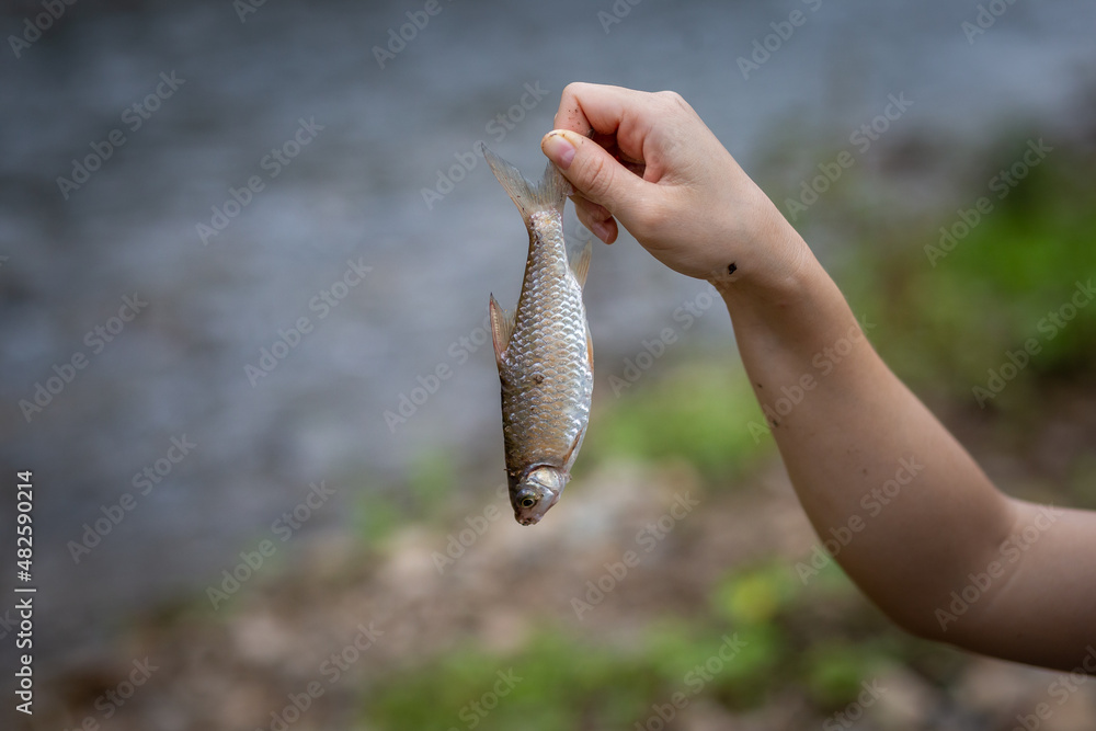 fish in the hand of a village woman Leave space for text Natural fish ...