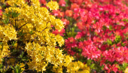 Poster - Floral background with azalea or rhododendron plant